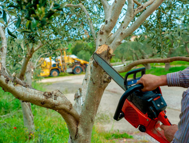 Best Tree Clearing Services  in , ID